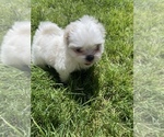 Small Photo #2 Shih Tzu Puppy For Sale in GILBERT, AZ, USA