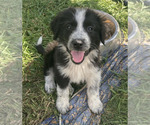 Puppy Buddy Border Collie-Maremma Sheepdog Mix