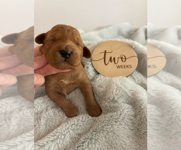 Medium Photo #8 Goldendoodle (Miniature) Puppy For Sale in JENKS, OK, USA