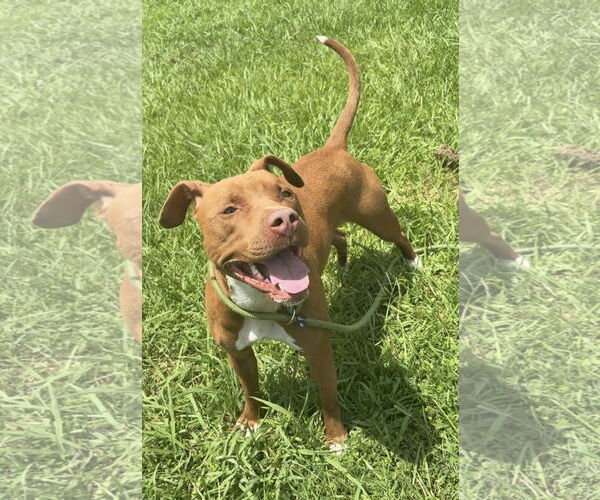 Medium Photo #6 American Pit Bull Terrier-Unknown Mix Puppy For Sale in Virginia Beach, VA, USA