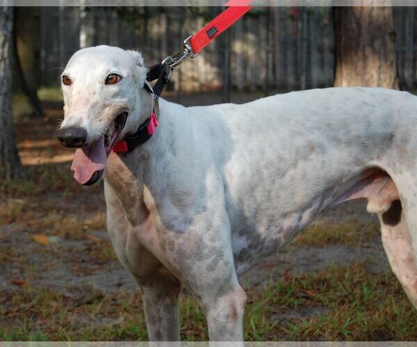 Medium Photo #4 Greyhound Puppy For Sale in Cherry Hill, NJ, USA