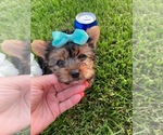 Small #24 Yorkshire Terrier