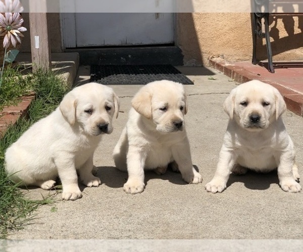 Medium Photo #2 Labrador Retriever Puppy For Sale in MORENO VALLEY, CA, USA