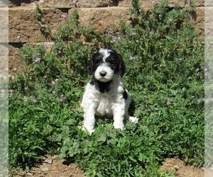 Goldendoodle Puppy for Sale in CHAMA, New Mexico USA