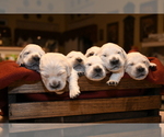 Small Photo #4 English Cream Golden Retriever Puppy For Sale in MCHENRY, IL, USA