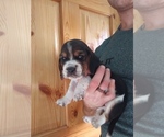 Small Photo #12 Basset Hound Puppy For Sale in PETERSBURG, IN, USA