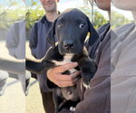 Bumble - Female Great Dane-Labrador Retriever Mix Dog for Adoption - Small photo