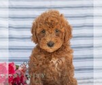 Small #5 Goldendoodle (Miniature)