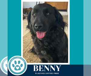 Mutt Dogs for adoption in Kimberton, PA, USA