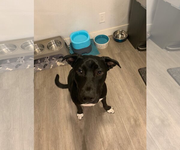 Medium Photo #10 German Shepherd Dog-Unknown Mix Puppy For Sale in Escondido, CA, USA