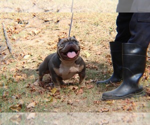 Father of the American Bully puppies born on 06/02/2023