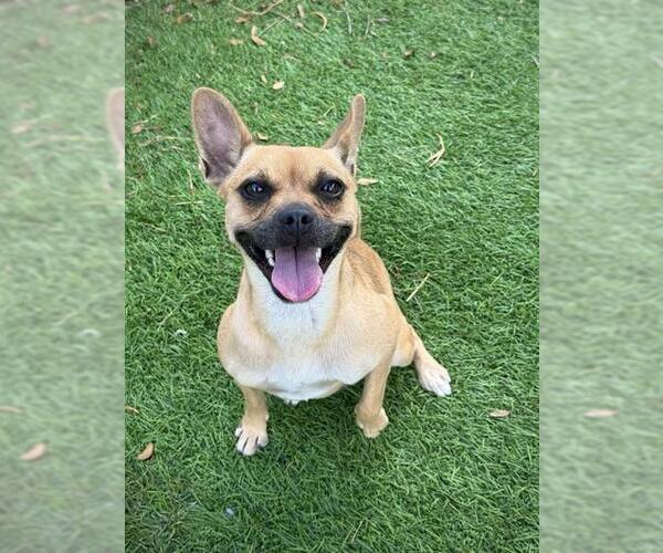 Medium Photo #2 Chihuahua Puppy For Sale in Sugar Land, TX, USA
