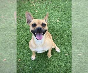 CANDY - Female Chihuahua Dog for Adoption - Photo #2