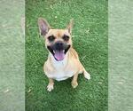 Small Photo #2 Chihuahua Puppy For Sale in Sugar Land, TX, USA