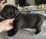 Small #39 Cane Corso