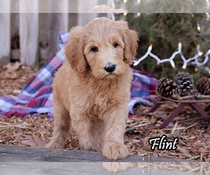 Goldendoodle Puppy for sale in LEBANON, MO, USA