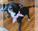 Small #1 Labrador Retriever Mix