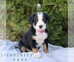 Small #2 Greater Swiss Mountain Dog