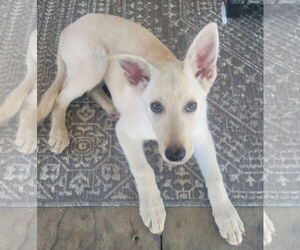 Collie-Unknown Mix Dogs for adoption in Plainfield, IL, USA