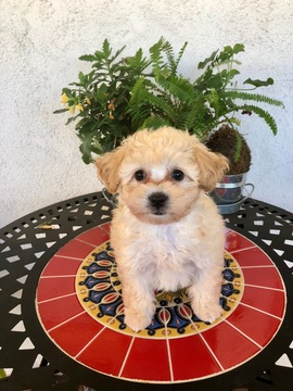 Medium Photo #2 Maltipoo Puppy For Sale in LOS ANGELES, CA, USA