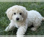 Small #1 Mutt