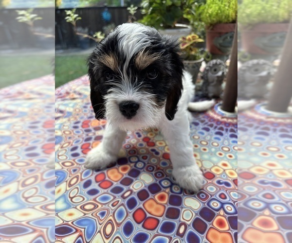 Medium Photo #13 Cavachon Puppy For Sale in OLYMPIA, WA, USA