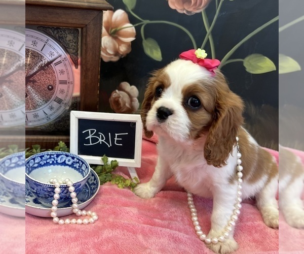 Medium Photo #4 Cavalier King Charles Spaniel Puppy For Sale in ABILENE, TX, USA