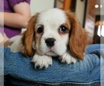 Small Photo #3 Cavalier King Charles Spaniel Puppy For Sale in SCOTTVILLE, MI, USA
