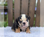 Small Photo #3 Bulldog Puppy For Sale in BARRINGTON, RI, USA
