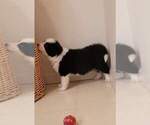 Small #3 Border Collie