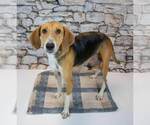Small #1 Treeing Walker Coonhound Mix