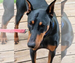 Medium Doberman Pinscher
