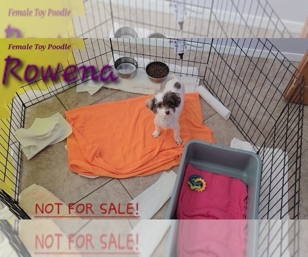 Medium Photo #1 Poodle (Toy) Puppy For Sale in TUCSON, AZ, USA