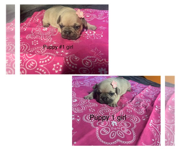 Medium Photo #1 French Bulldog Puppy For Sale in IRON CITY, TN, USA