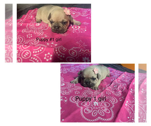 French Bulldog Puppy for sale in IRON CITY, TN, USA