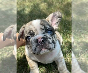 French Bulldog Puppy for Sale in MIDDLEVILLE, Michigan USA
