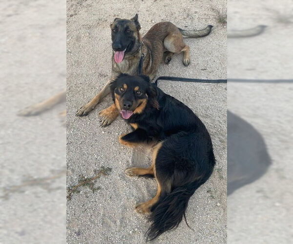 Medium Photo #3 Mutt Puppy For Sale in Stevens Point, WI, USA