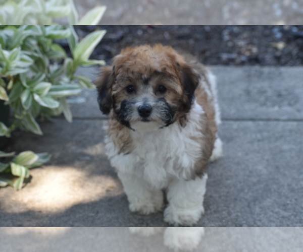 Medium Photo #4 Bichpoo Puppy For Sale in ELDORADO, OH, USA