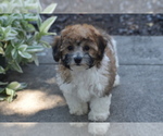 Small #3 Bichpoo