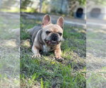 Small #2 French Bulldog