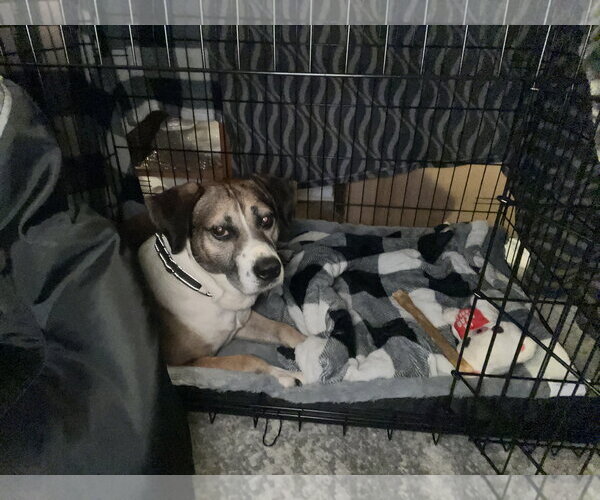 Medium Photo #2 Collie-German Shepherd Dog Mix Puppy For Sale in Norfolk, VA, USA