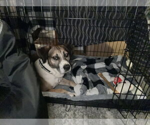 Luke - Male Collie-German Shepherd Dog Mix Dog for Adoption - Photo #2