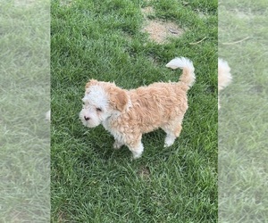 Miniature Bernedoodle Puppy for sale in LONGMONT, CO, USA