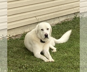 Father of the Anatolian Shepherd puppies born on 10/11/2025