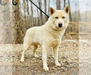 Siberian Husky-Unknown Mix Dogs for adoption in Clarkesville, GA, USA
