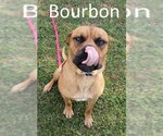 Small #6 Boxer-Mastiff Mix