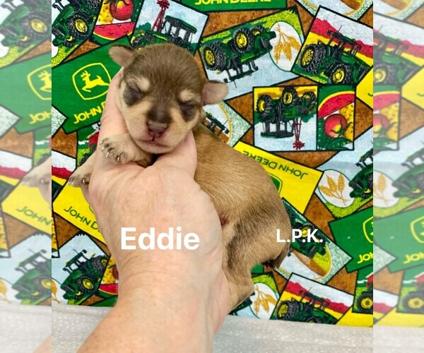 Medium Photo #1 Schnauzer (Miniature) Puppy For Sale in WINNSBORO, LA, USA