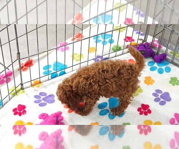 Medium Photo #9 Cavapoo (Miniature)-Poodle (Toy) Mix Puppy For Sale in ORO VALLEY, AZ, USA