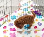 Small #8 Cavapoo (Miniature)-Poodle (Toy) Mix