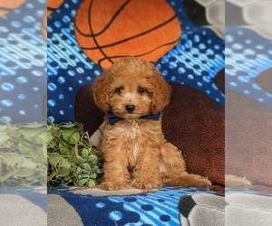 Cavapoo Puppy for Sale in LINCOLN UNIVERSITY, Pennsylvania USA